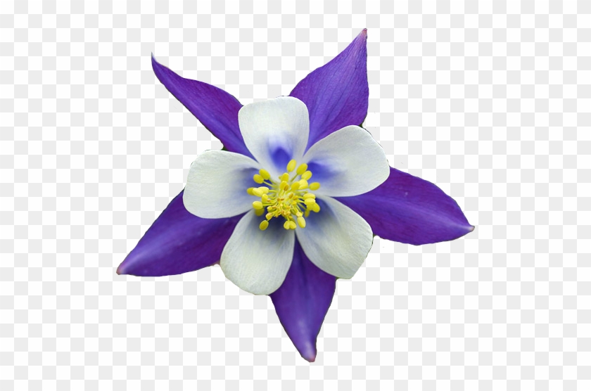 Columbine Flower By Rebdoomerkmfdm - Columbine Flower Clipart #322753