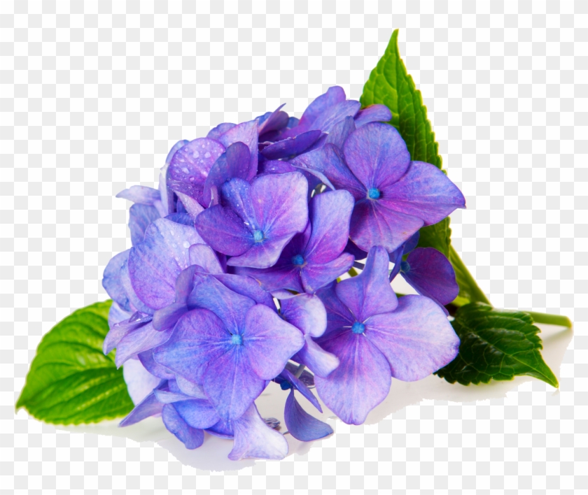Flower Shop In Gardendale, Al - Purple Hydrangea White Background #322755