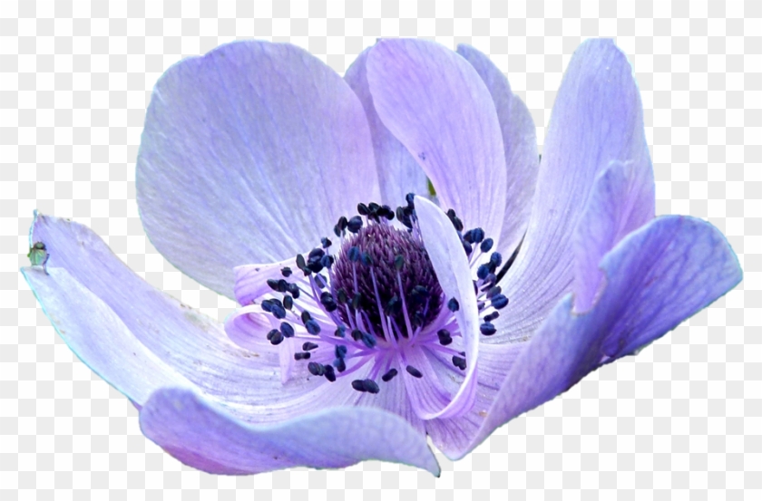 Anemone Purple Flower - Anemone Flower Png #322756