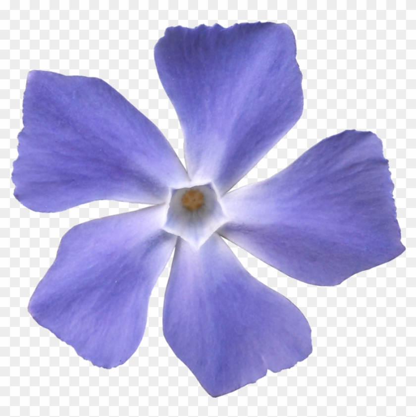 Hb593200 By Hb593200 - Blue Violet Flower Png #322757