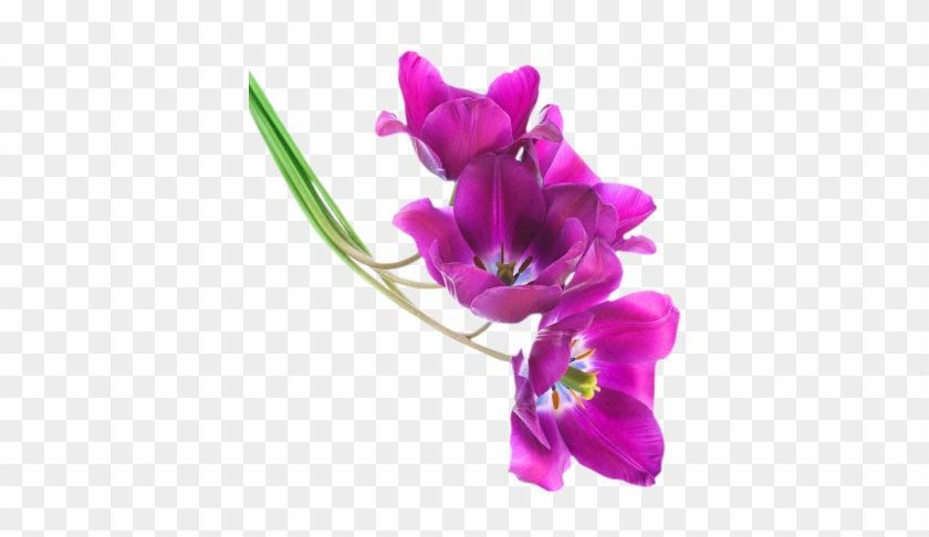 Tulips - Purple Pink Flowers Png #322764