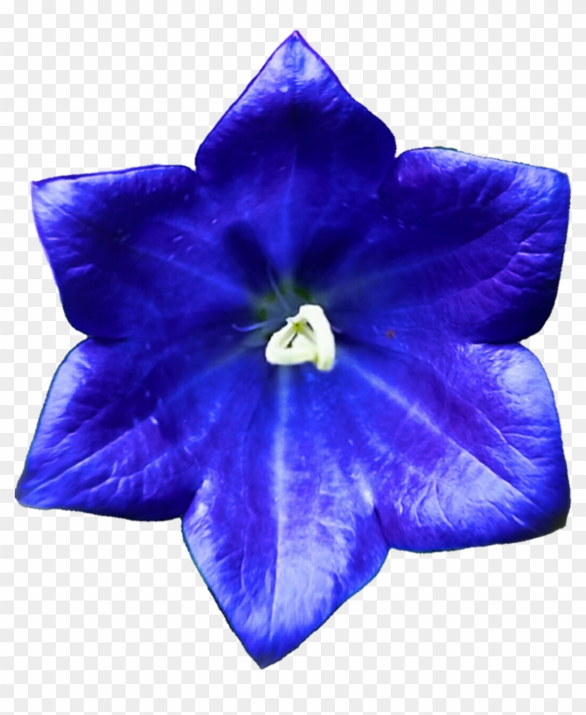 Purple Blue Bell Flower By Jeanicebartzen27 On Deviantart - Petunia #322769