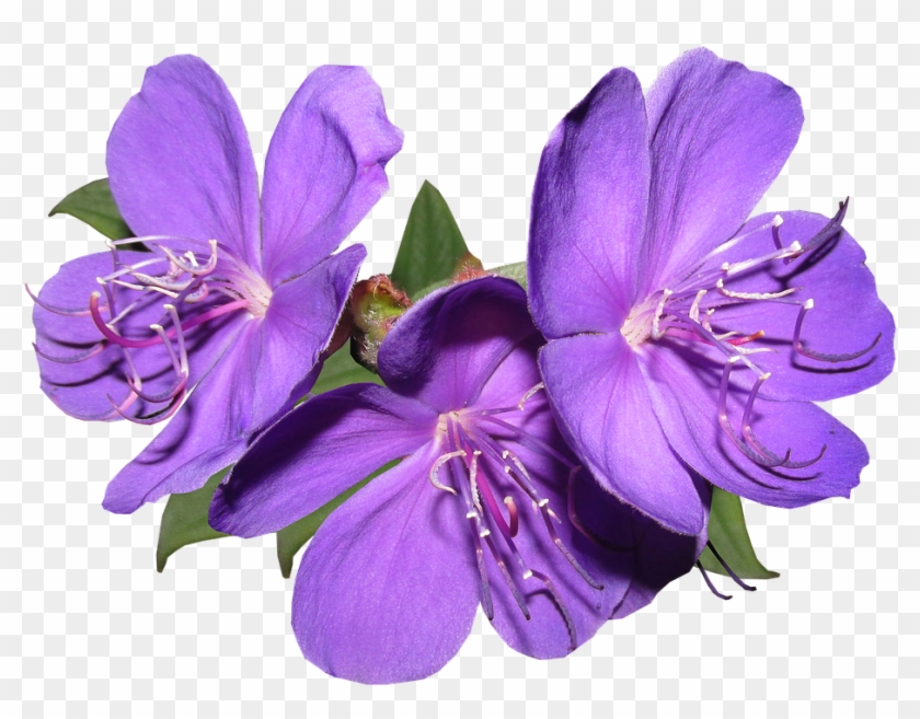 Flowers, Purple, Garden, Summer, Bright - Flawers Violet Png #322772