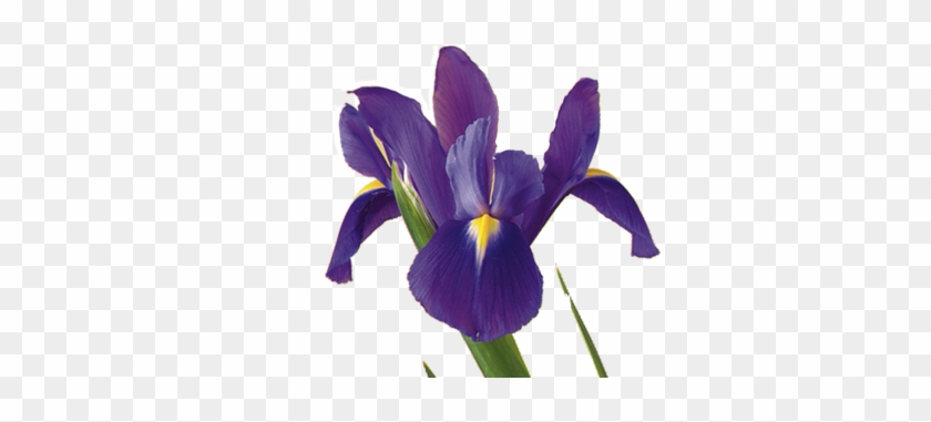 Iris - Dutch Iris Flower Png #322775