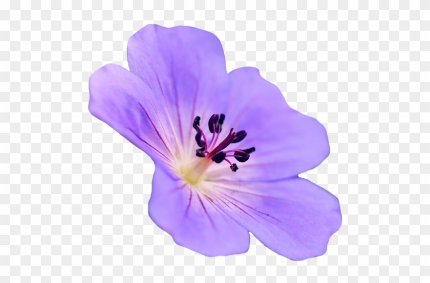 Home - Admin - Admin - Apply - Badge - - Purple Flowers Transparent #322777