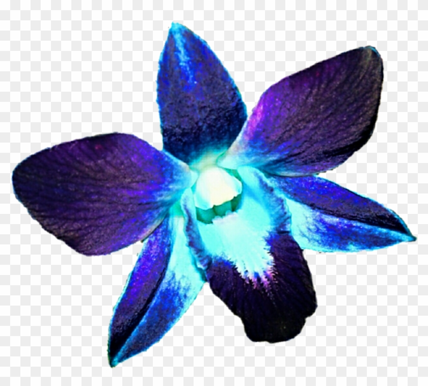 Orchids Flower Blue Purple Clip Art - Orchids Flower Blue Purple Clip Art #322825