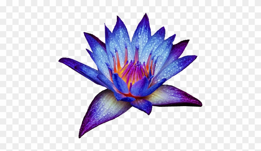 Blue Water Lily Png #322827