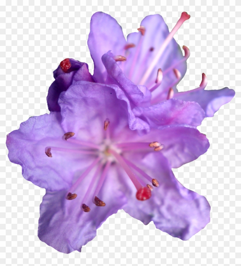 Purple Rhododendren Png By Thy Darkest Hour - Transparent Image Purple Flowers #322830