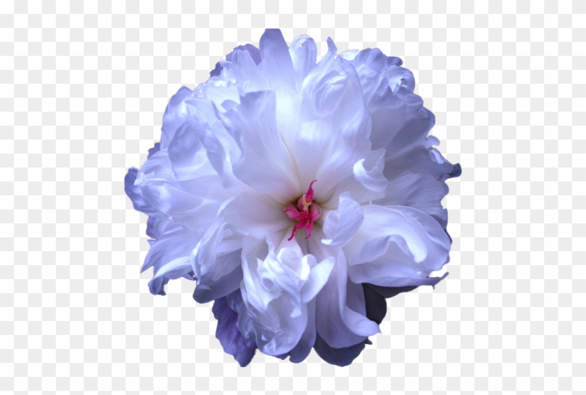 Botanical, Flower, And Peony Image - Light Blue Transparent Flower #322836