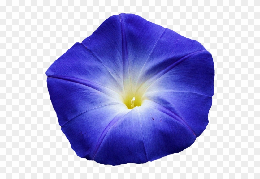 Morning Glory Flower Transparent #322838