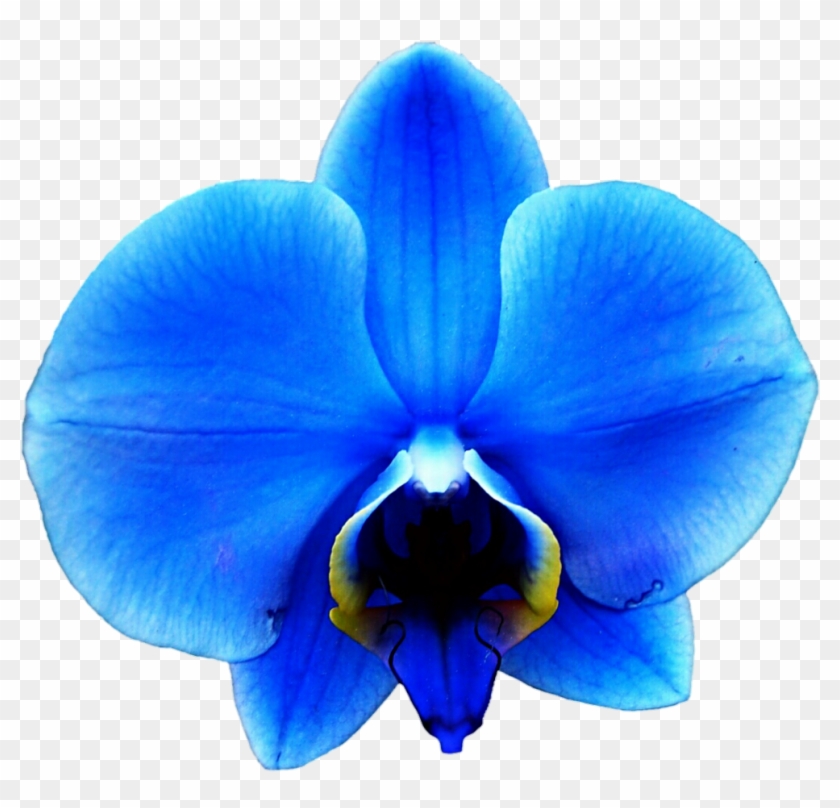 Blue Orchid Clipart - Royal Blue Blue Orchid #322839