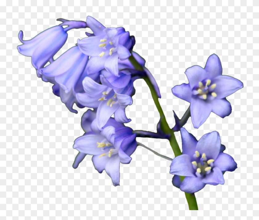 Related Blue Bell Flower Clipart - Transparent Blue Bell Flower #322844