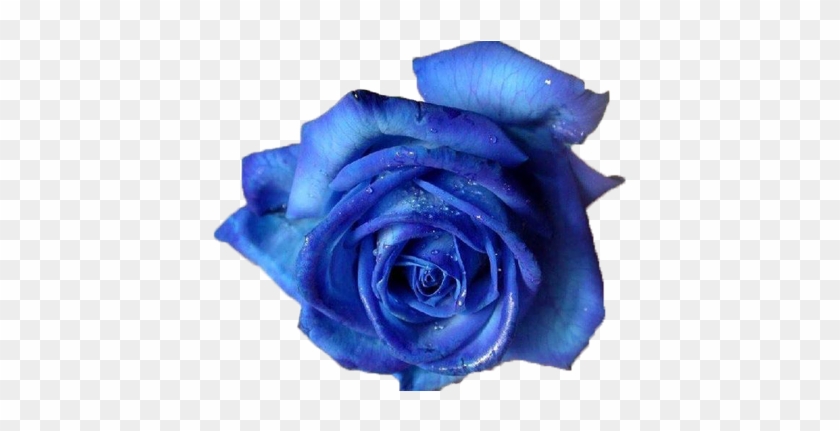 Blue Rose Png By Vixen1978 On Clipart Library - Blue Rose #322845