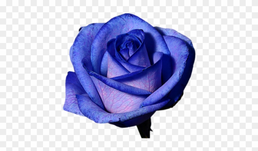 Transparent Flowers - Rose #322846