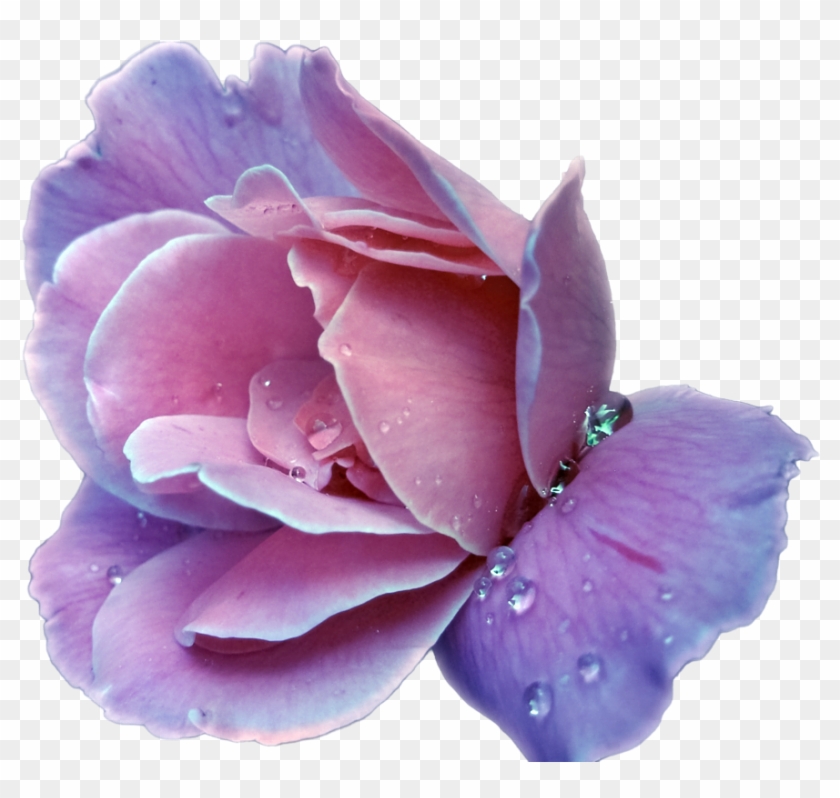Lavender Rose By Sarthan - Simply Divine Diana Vreeland #322852