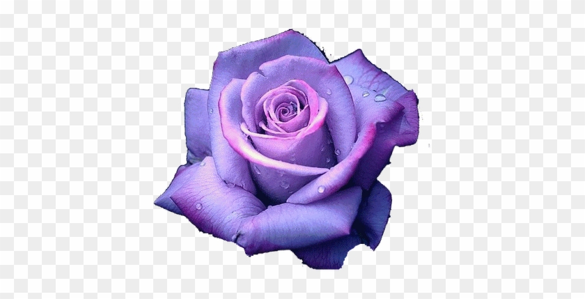 Drawings Of Purple Roses #322860