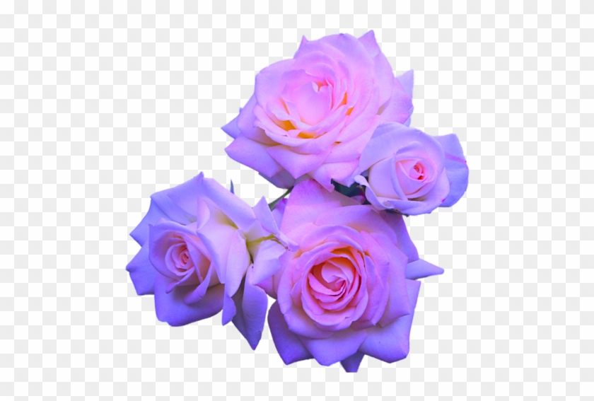 Transparent Flowers - Transparent Purple Roses #322862