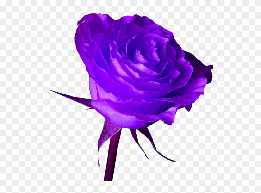 Purple Rose - Png Purple Rose Hd #322865