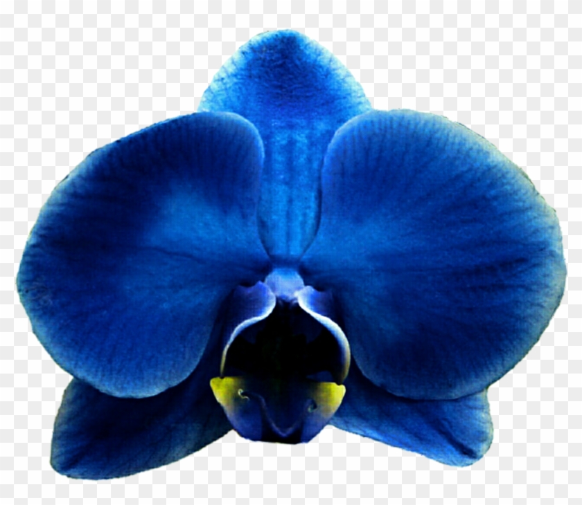 Blue Orchid Clipart - Moth Orchid #322868
