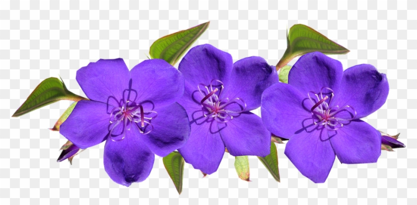 Purple, Flowers, Arrangement, Garden - Purple Flowers Transparent #322872