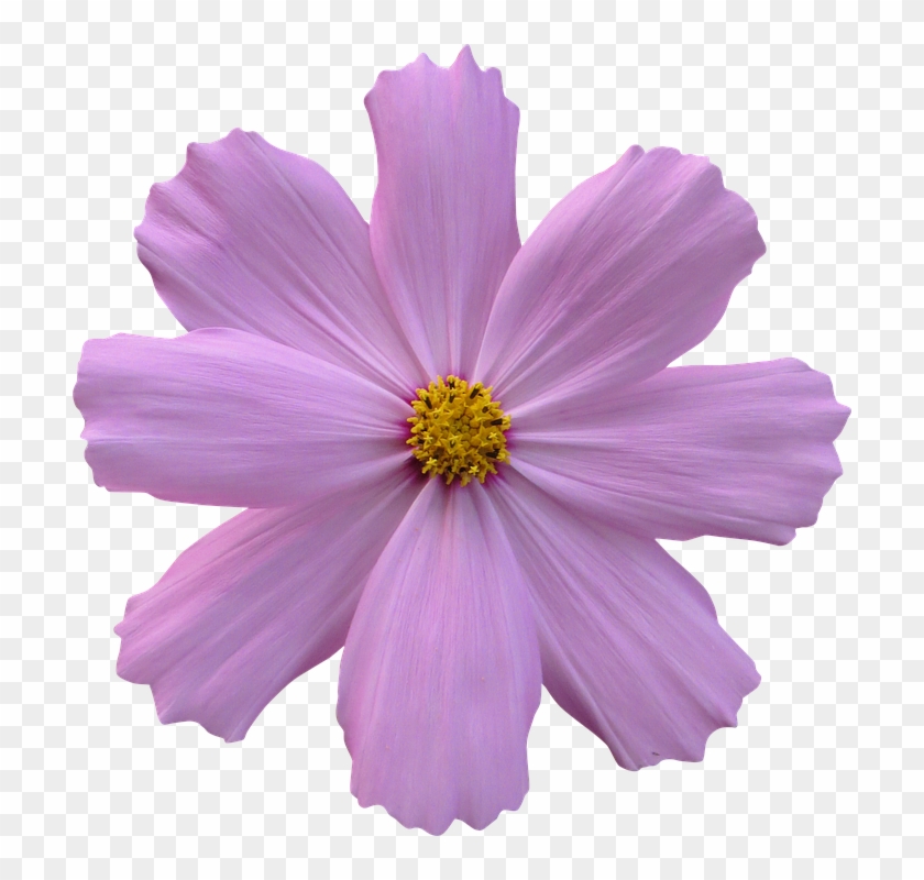 Cosmos, Flower, Garden, Nature, Purple - Purple Flower No Background #322894