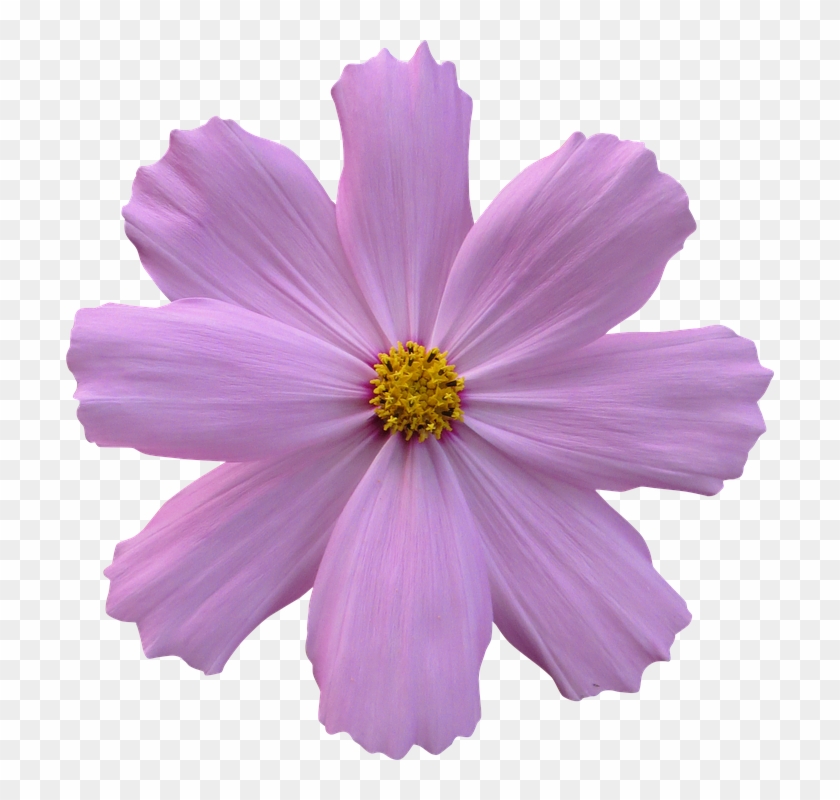 Cosmos, Flower, Garden, Nature, Purple - Purple Flower No Background - Free  Transparent PNG Clipart Images Download