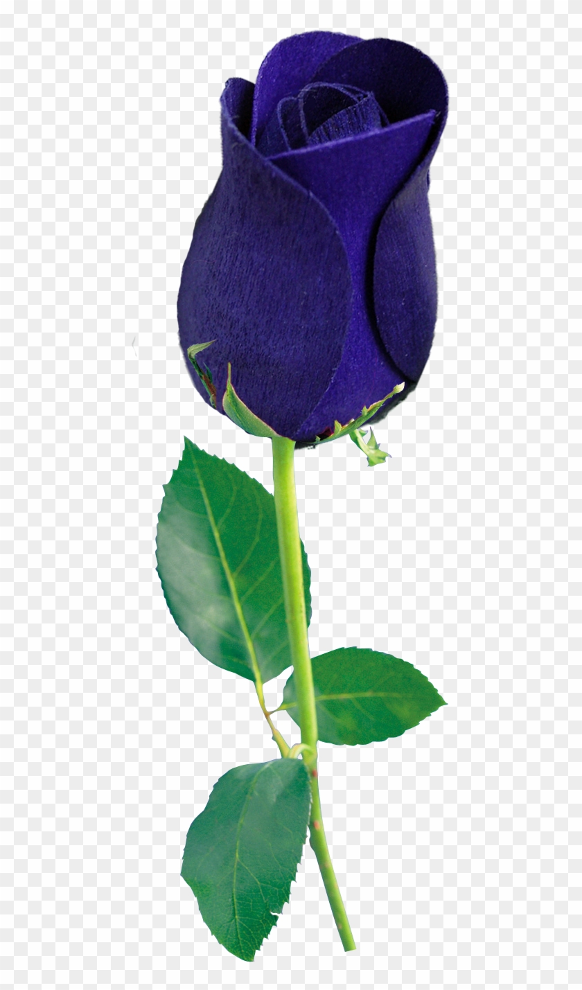 Blue Rose Png By Wsaconato - Blue Rose Png Transparent #322896