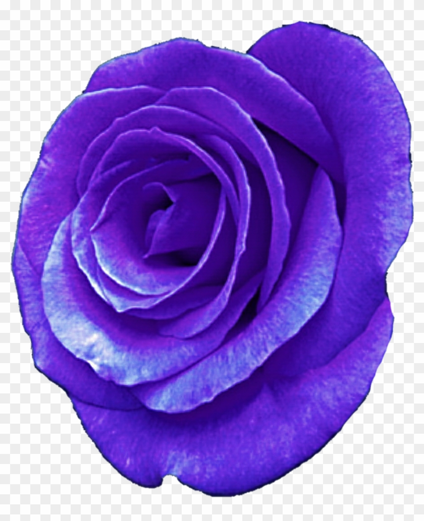 Purple Rose By Jeanicebartzen27 Purple Rose By Jeanicebartzen27 - Rose #322902