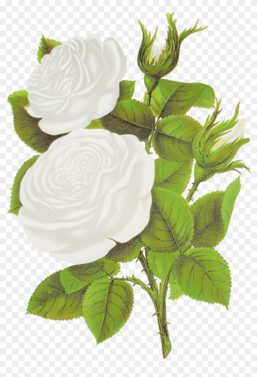 White Rose Clipart - Garden Roses #323080