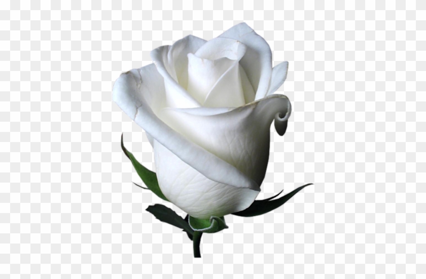 [ Img] - Beautiful White Rose Flower #323085