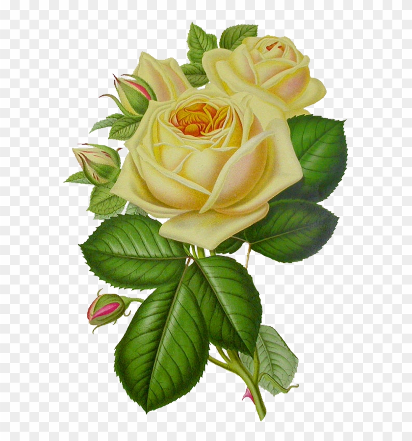 Rose Flower Png #323107