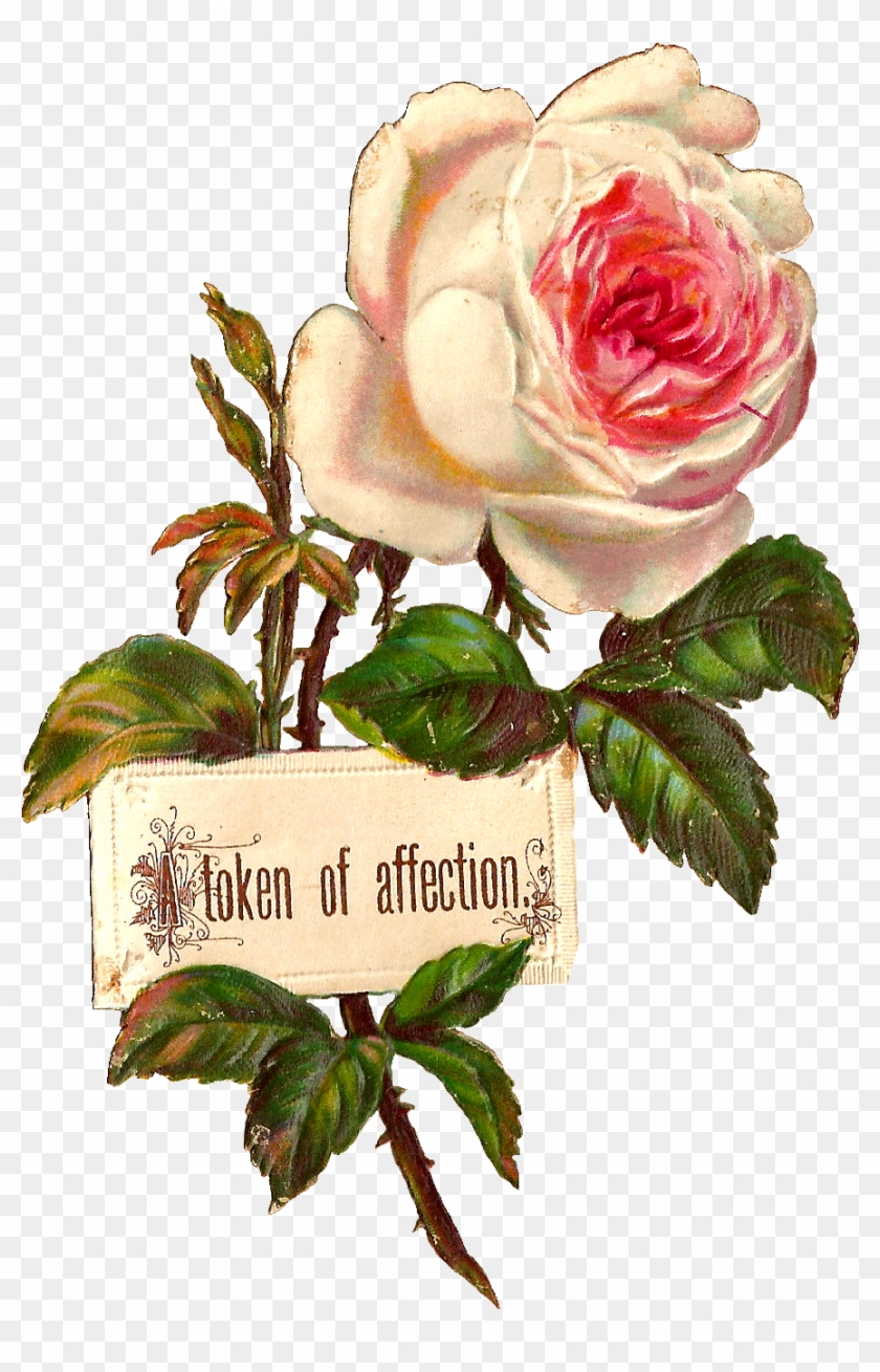 Antique Images Printable White Rose Label Design Blank - Rose Png Illustration #323148