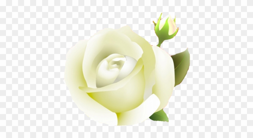 White Rose Png By Melissa-tm - Rose #323151