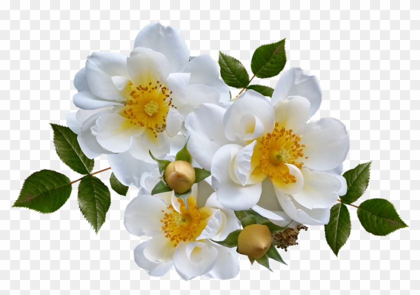 Rose, Flower, White, Arrangement - Rose Flower #323187