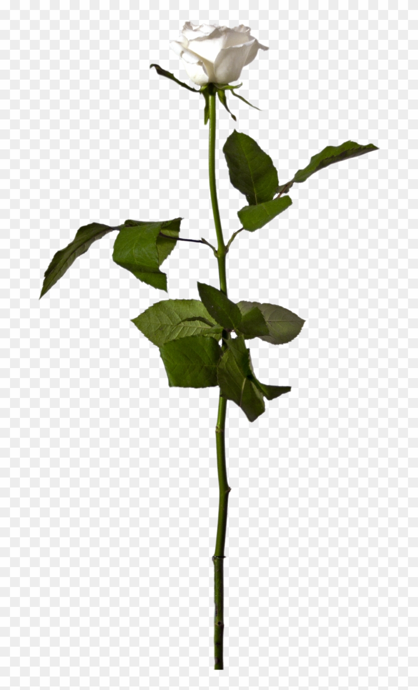 Single White Rose - Stock #323189
