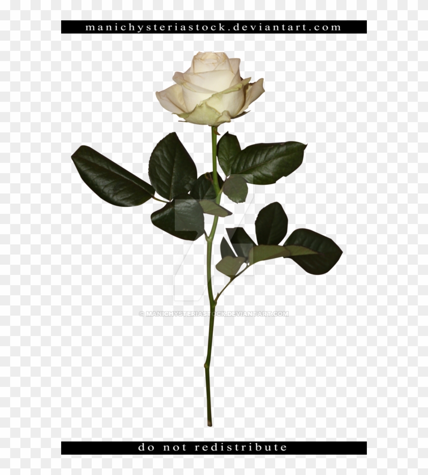 White Rose Long Stem Cut Out By Manichysteriastock - White Long Stem Roses #323192