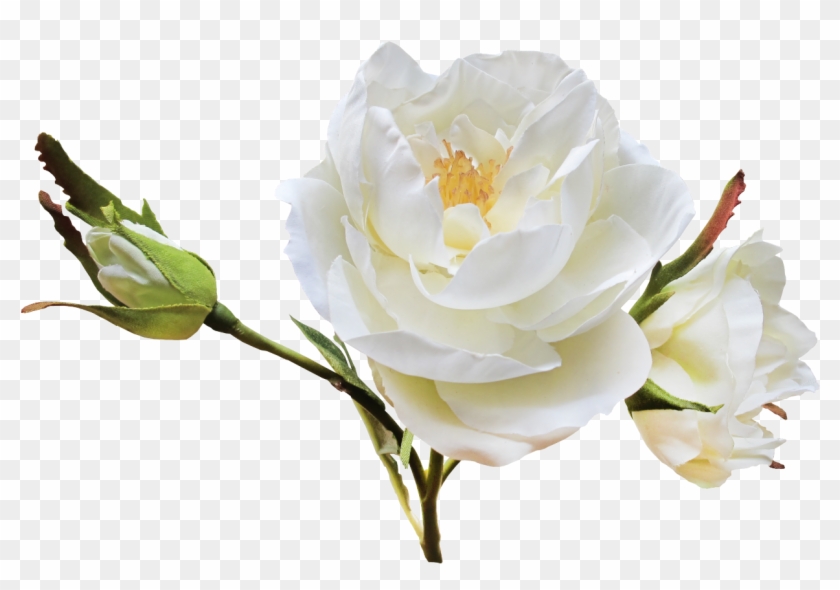 Flower Garden Roses Centifolia Roses Clip Art - Flower Garden Roses Centifolia Roses Clip Art #323264