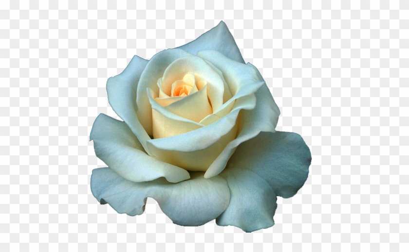 Full Grown White Rose Png - Transparent Background White Rose #323267