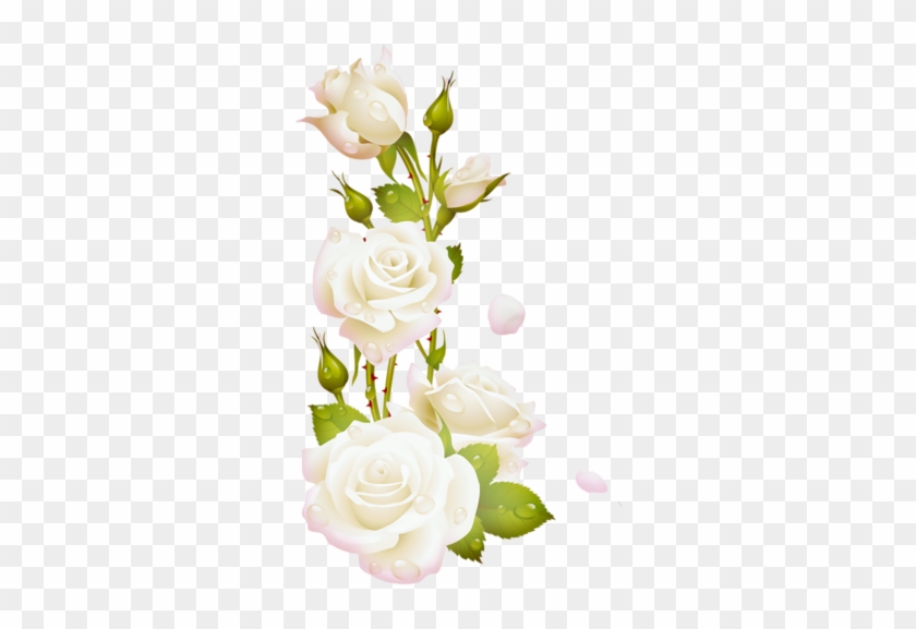 Renkli, Beyaz Güller, White Rose Png Pictures, Png - White Rose Frame Png #323270
