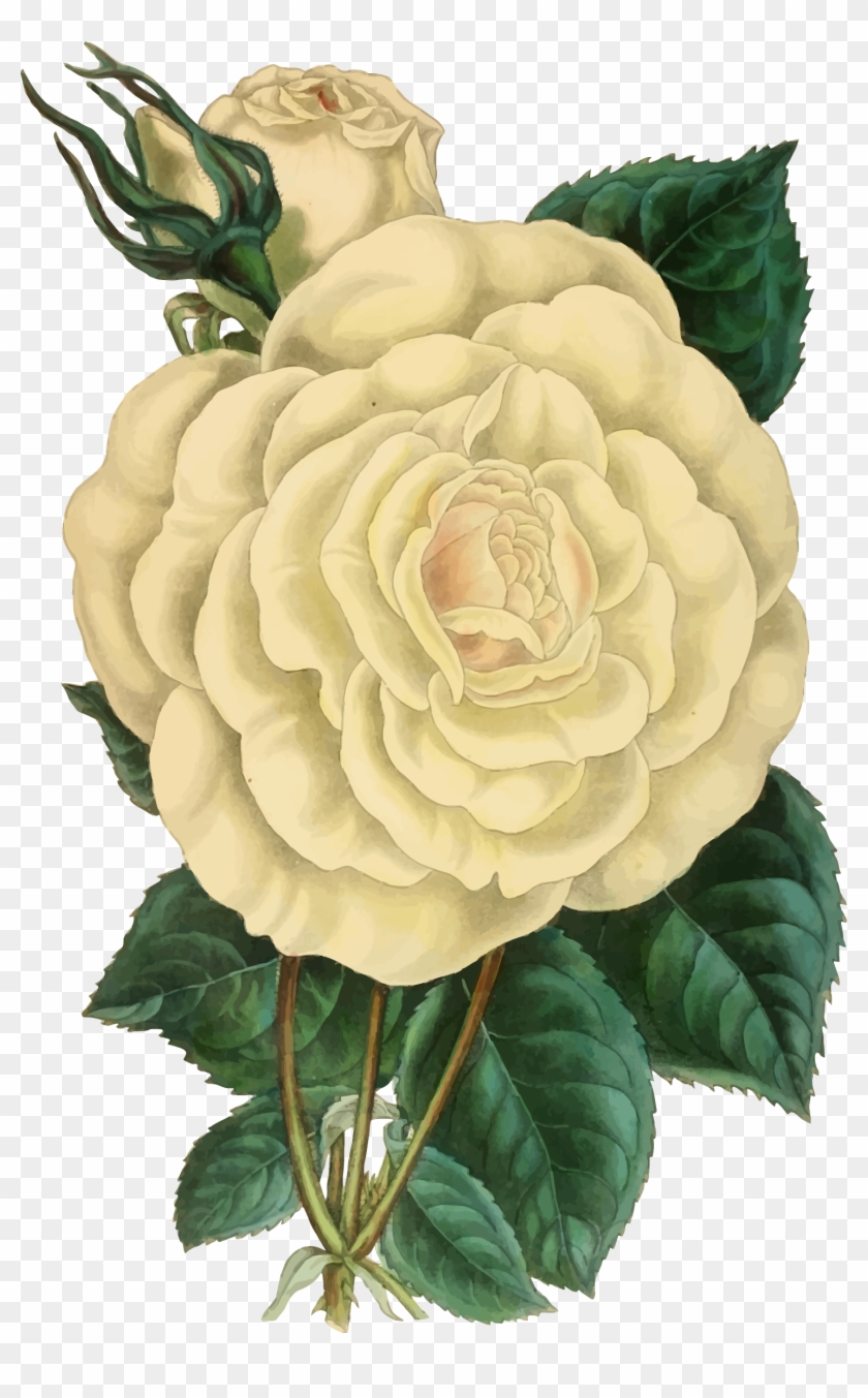Vintage Flower Illustration Png - Vintage Flower Illustration Png #323307