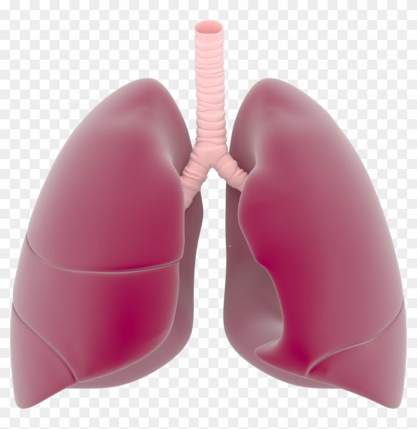 Lungs Png Transparent Images - Lungs Png #324025