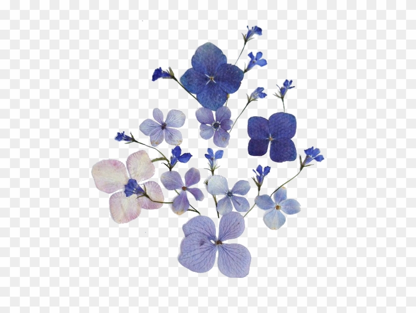 Transparent Blue Flowers - Flower Outline Transparent Background #324044