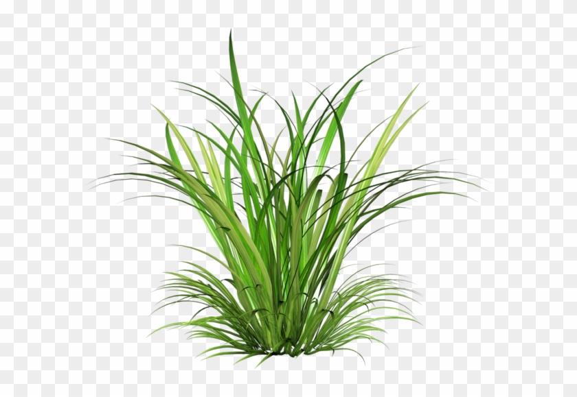 Architecture Portfolio - Grass Plant Png #324347