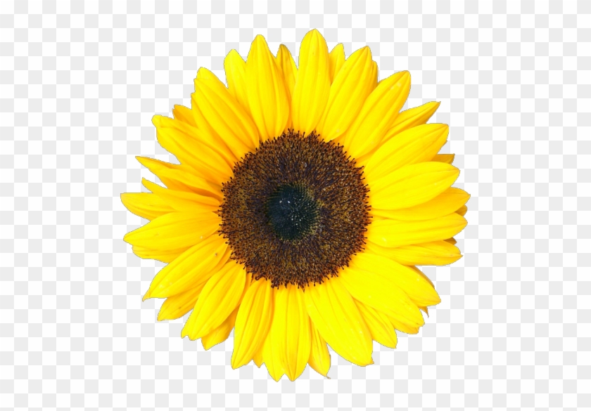 Transparent Sunflower Grow Your Own Sunflower Free Transparent