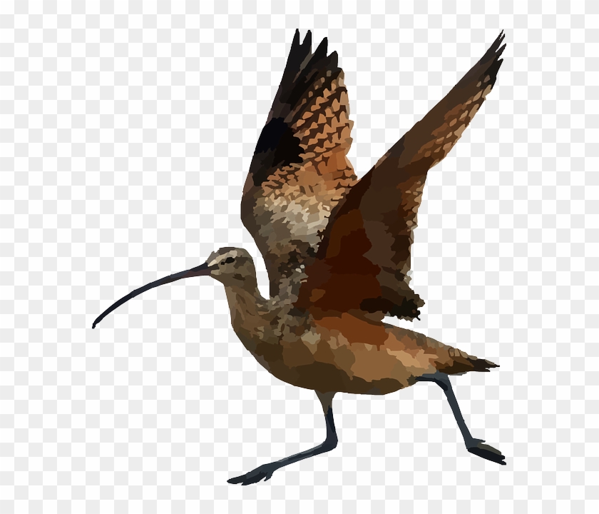 Fly, Running, Run, Wings, Curlew, Long, Animal - Wings On An Animal #325161