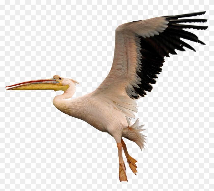 Fly Download Png Image - Pelican Flying Png #325166