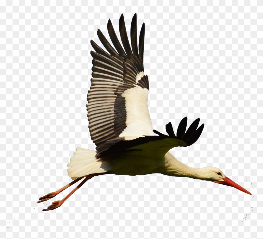 White Stork Bird Goose Flight - White Stork Png Flying #325185