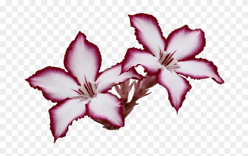 Hibiscus Flower Template 12, Buy Clip Art - Sterling Silver Necklace With Heart And Bow Pendant #325635