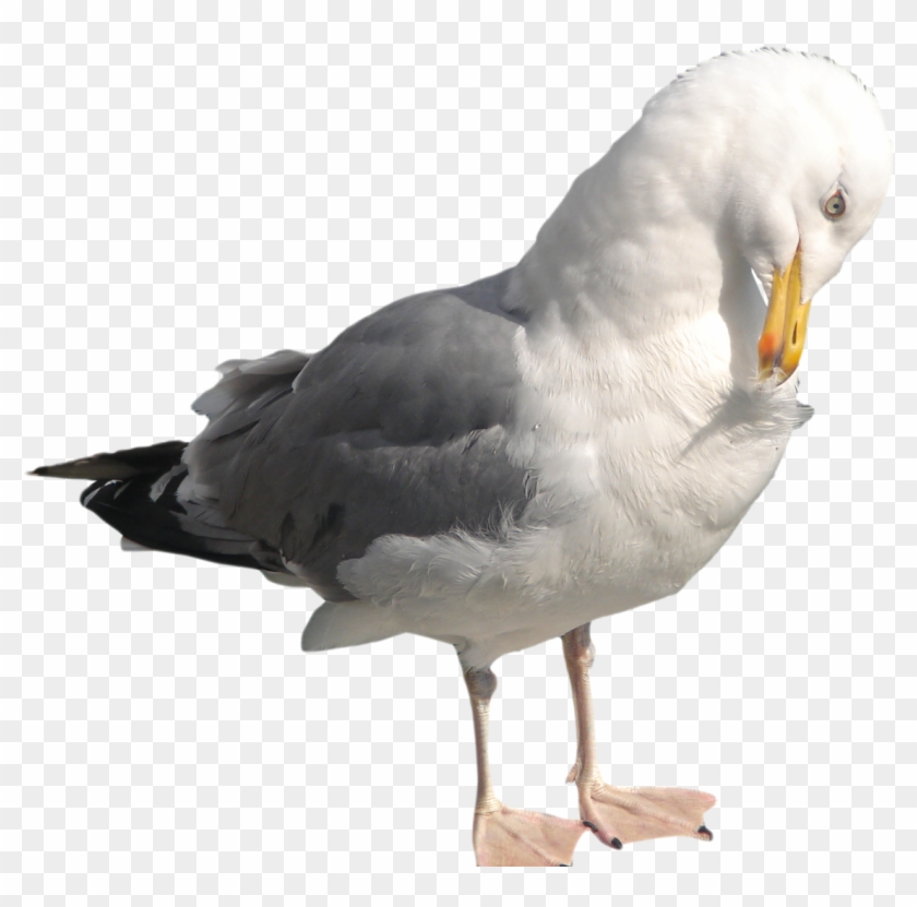 Related Seagull Clipart Transparent Background Seagull Png Free Transparent Png Clipart Images Download