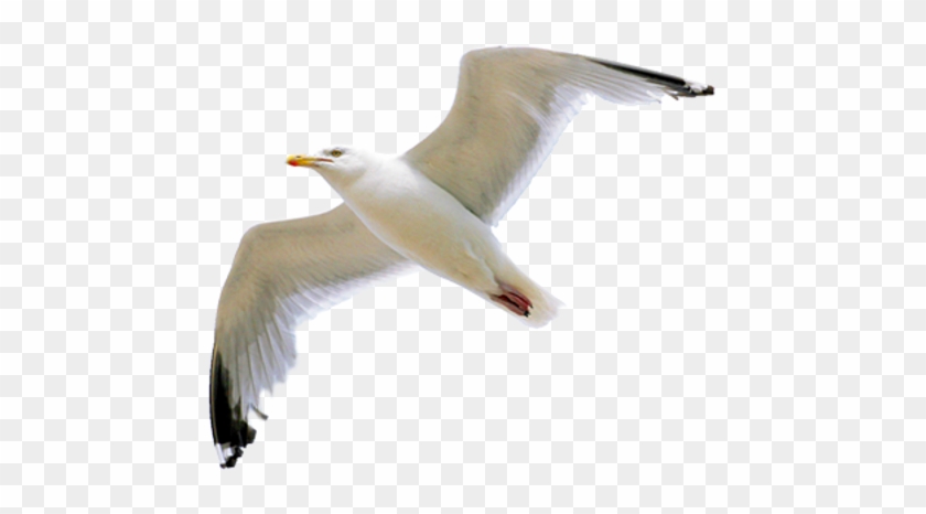 Related Categories - Seagull Clipart No Background #325849